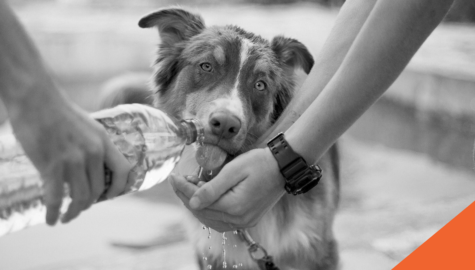 dog drinking water out of owner's hands